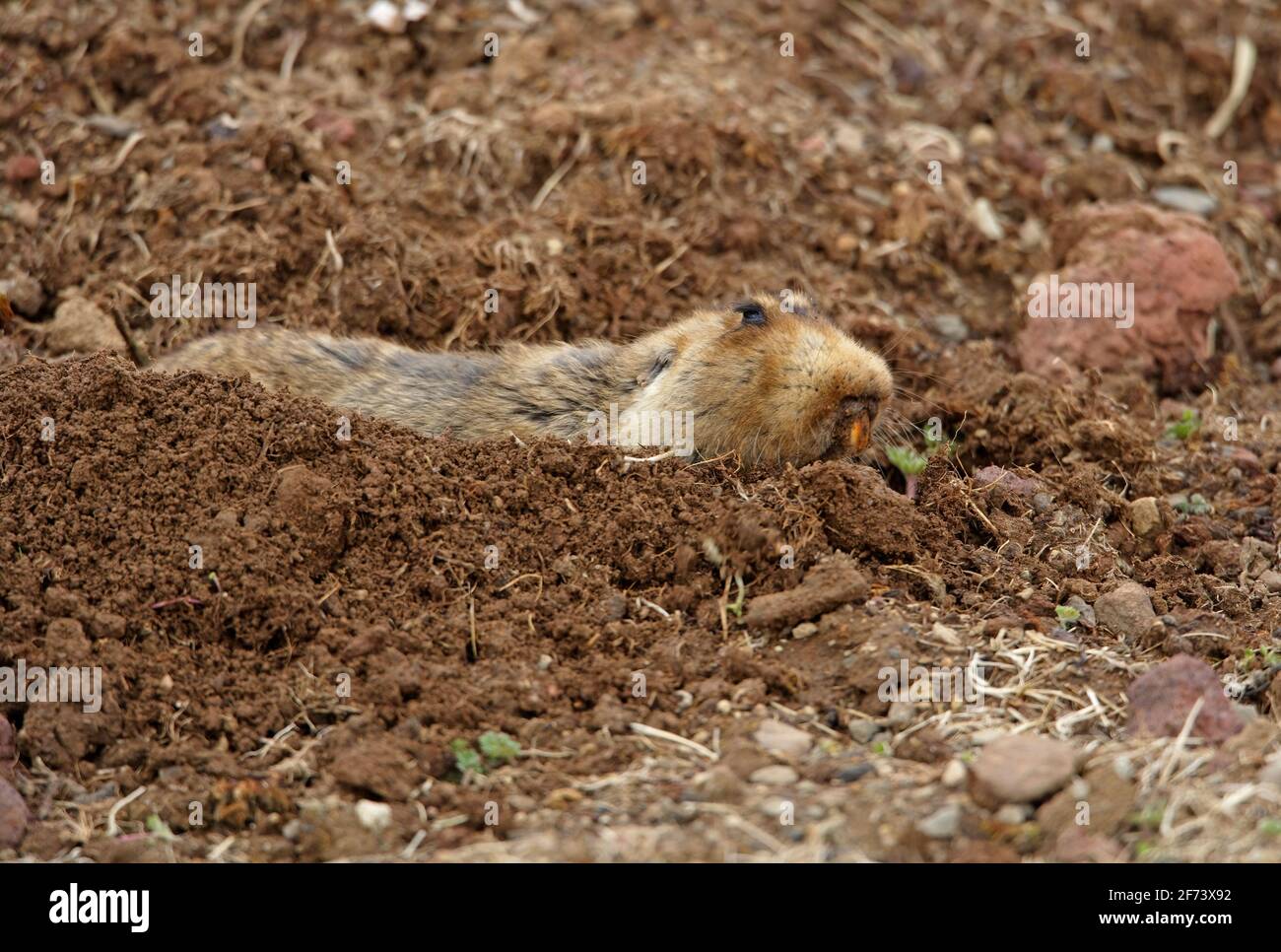 Root-rat gigante (Tachyoryctes macrocephalus hecki) adulto che spinge lo sporco fuori dagli scavi Bale Mountains NP, Etiopia Aprile Foto Stock