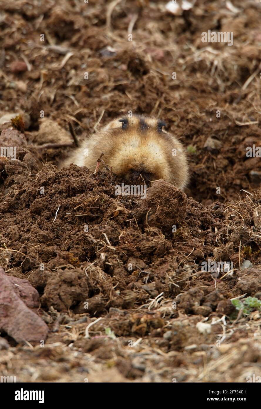 Root-rat gigante (Tachyoryctes macrocephalus hecki) adulto che spinge lo sporco fuori dagli scavi Bale Mountains NP, Etiopia Aprile Foto Stock