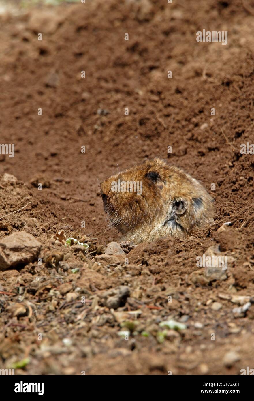 Root-rat gigante (Tachyoryctes macrocephalus hecki) adulto che guarda fuori dal buco Bale Mountains NP, Etiopia Aprile Foto Stock