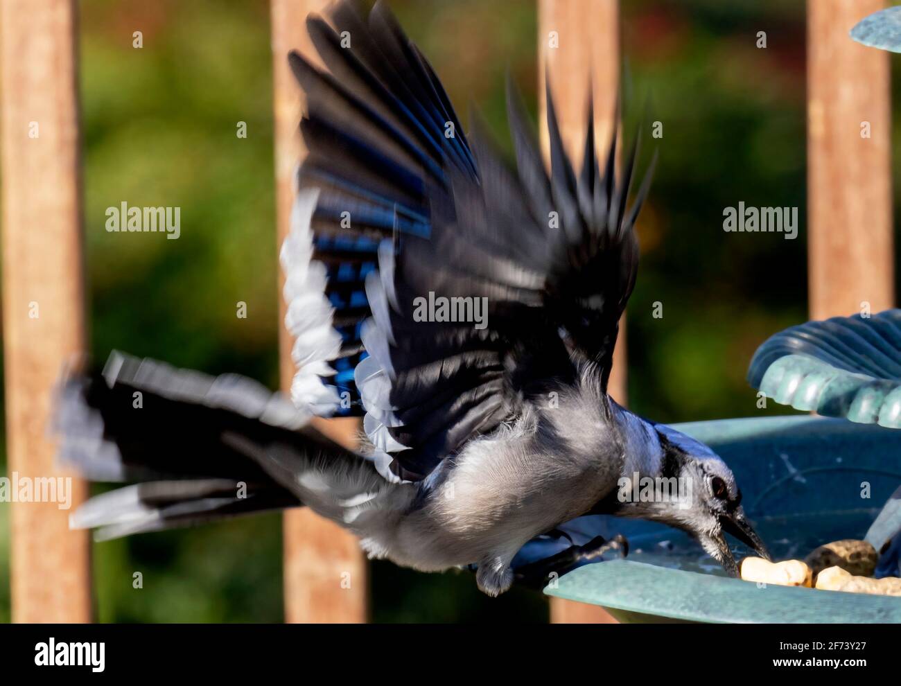 Bluejay si tuffa giù sulla fontana per una arachidi Foto Stock