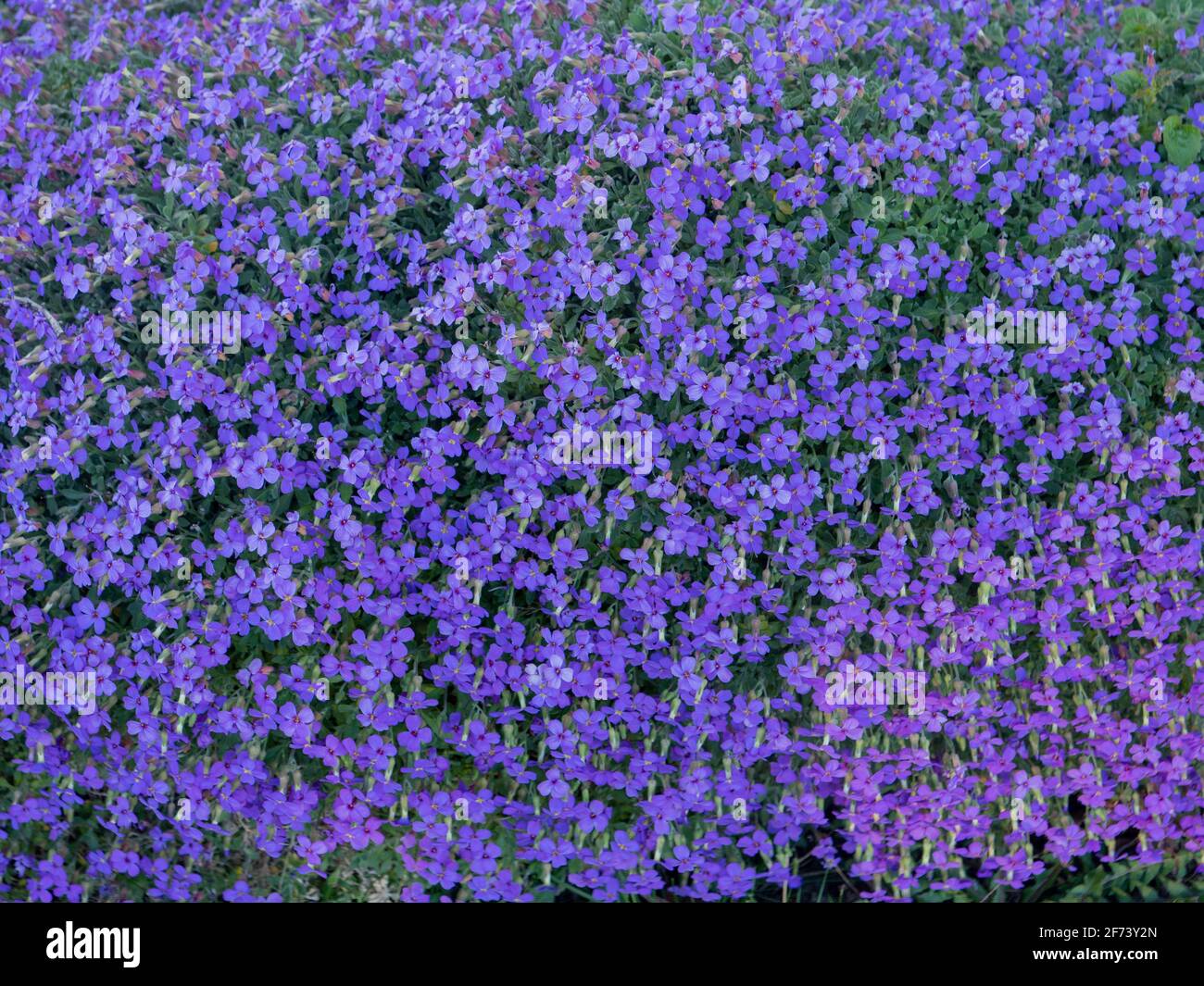 Primo piano di Aubrieta deltoidea in giardino. Foto Stock