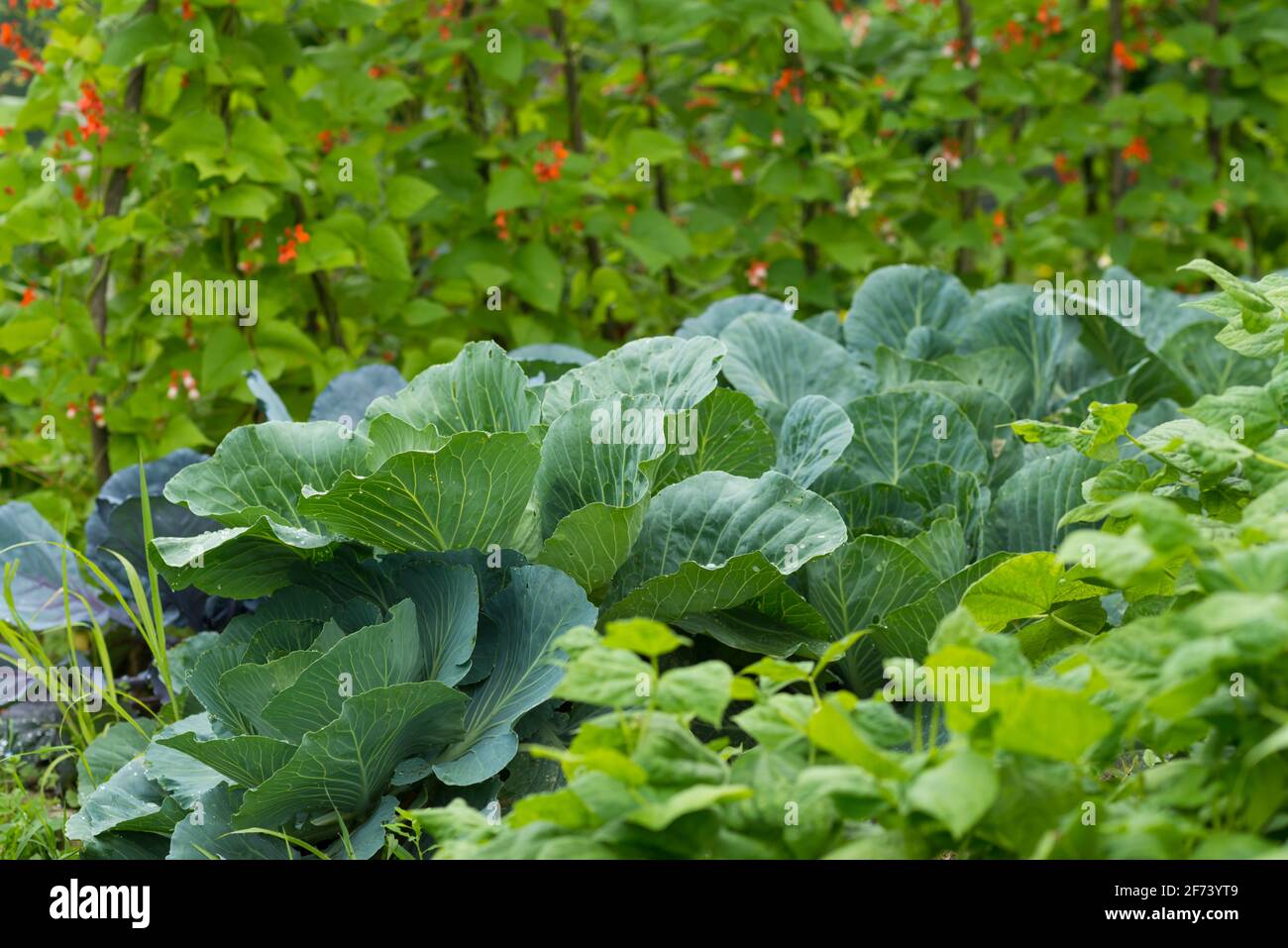 Foglie di varie piante di cavolo (brassici) in un terreno da giardino fatto in casa. Cerotto vegetale con bietole (mangold), brassica, kohlrabi e borecole. Rene essere Foto Stock