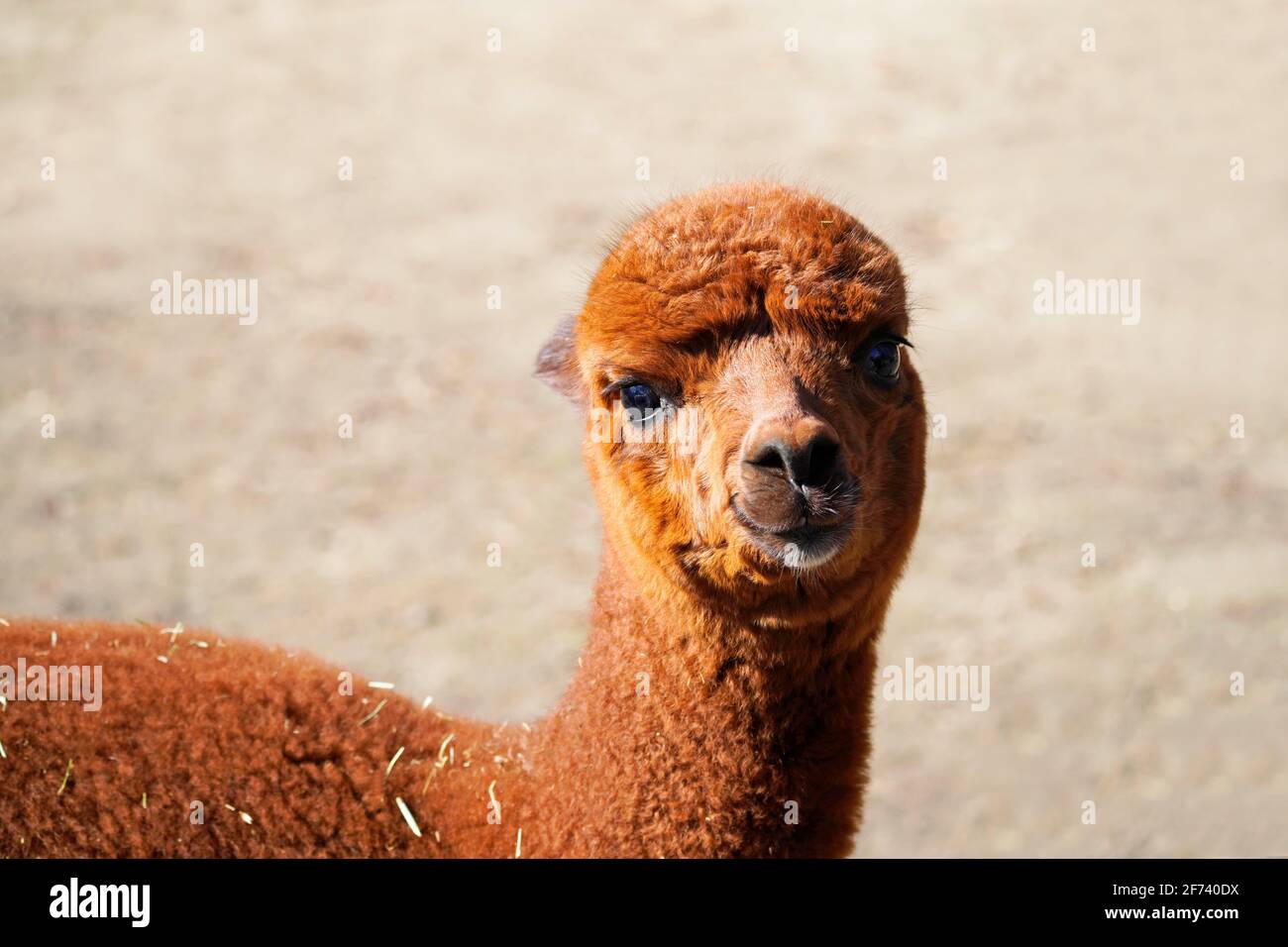 Alpaca giovane con pelliccia marrone. Vicogna pacos Foto Stock
