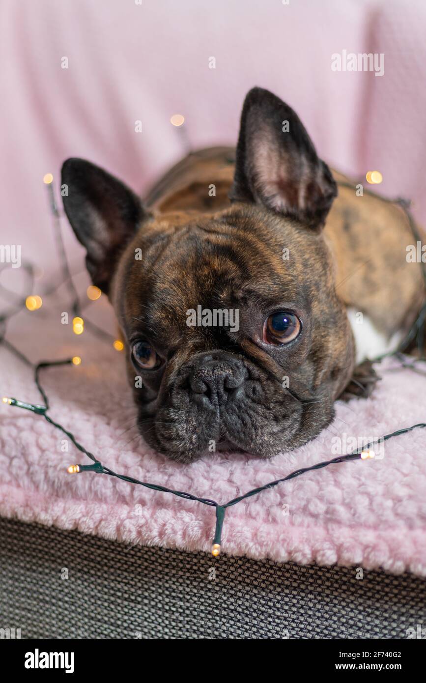 Carino bulldog francese marrone e nero sdraiato su un divano con luci  fairy. Cane come regalo, umore di Natale Foto stock - Alamy