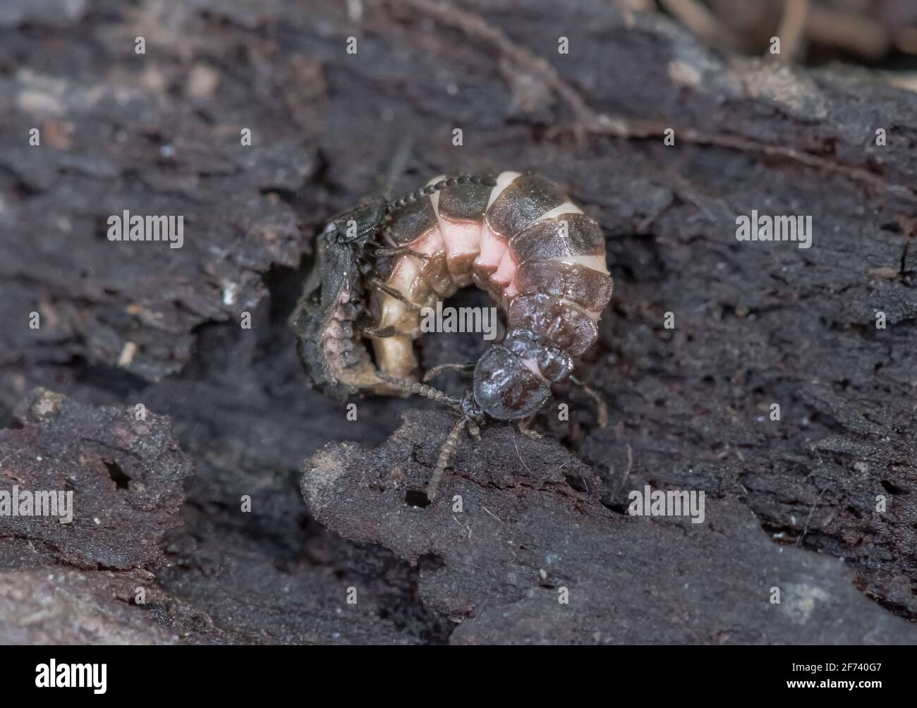 Coppia di coleotteri a bagliore piccolo (Phosphaenus hemipterus). Sussex, Regno Unito Foto Stock