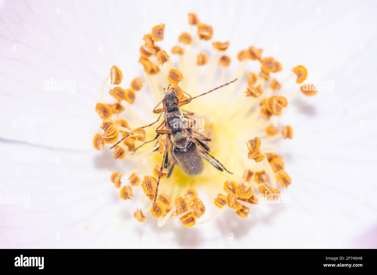 Longhorn Beetles (Grammoptera ruficornis) accoppiato su fiore bianco di cane Rosa. Sussex, Regno Unito Foto Stock