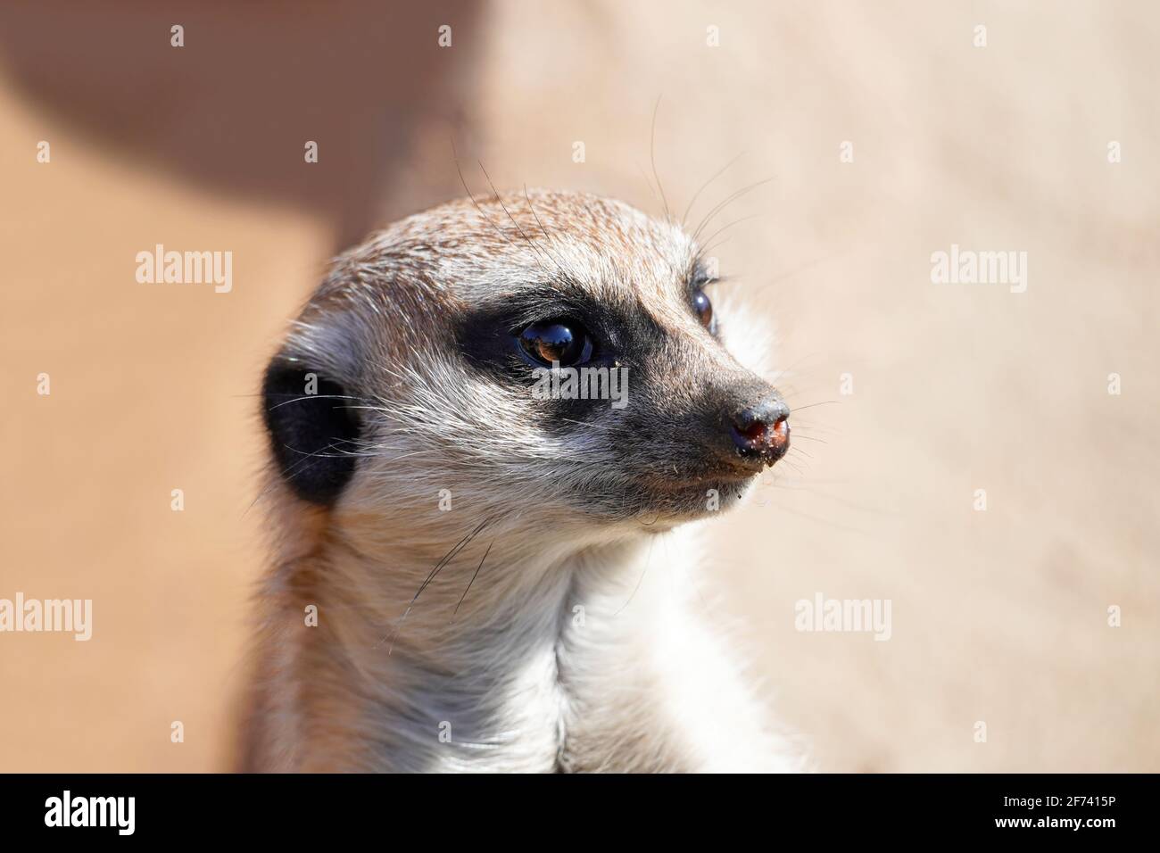 Ritratto di un meerkat. Suricata suricatta. L'animale si guarda intorno con attenzione e tiene l'orologio. Mammifero con pelliccia marrone. Famiglia Mongoose. Foto Stock
