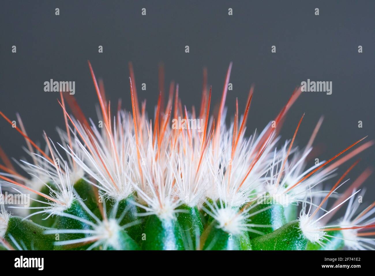 Primo piano di un cactus verde con sfondo grigio. Foto Stock