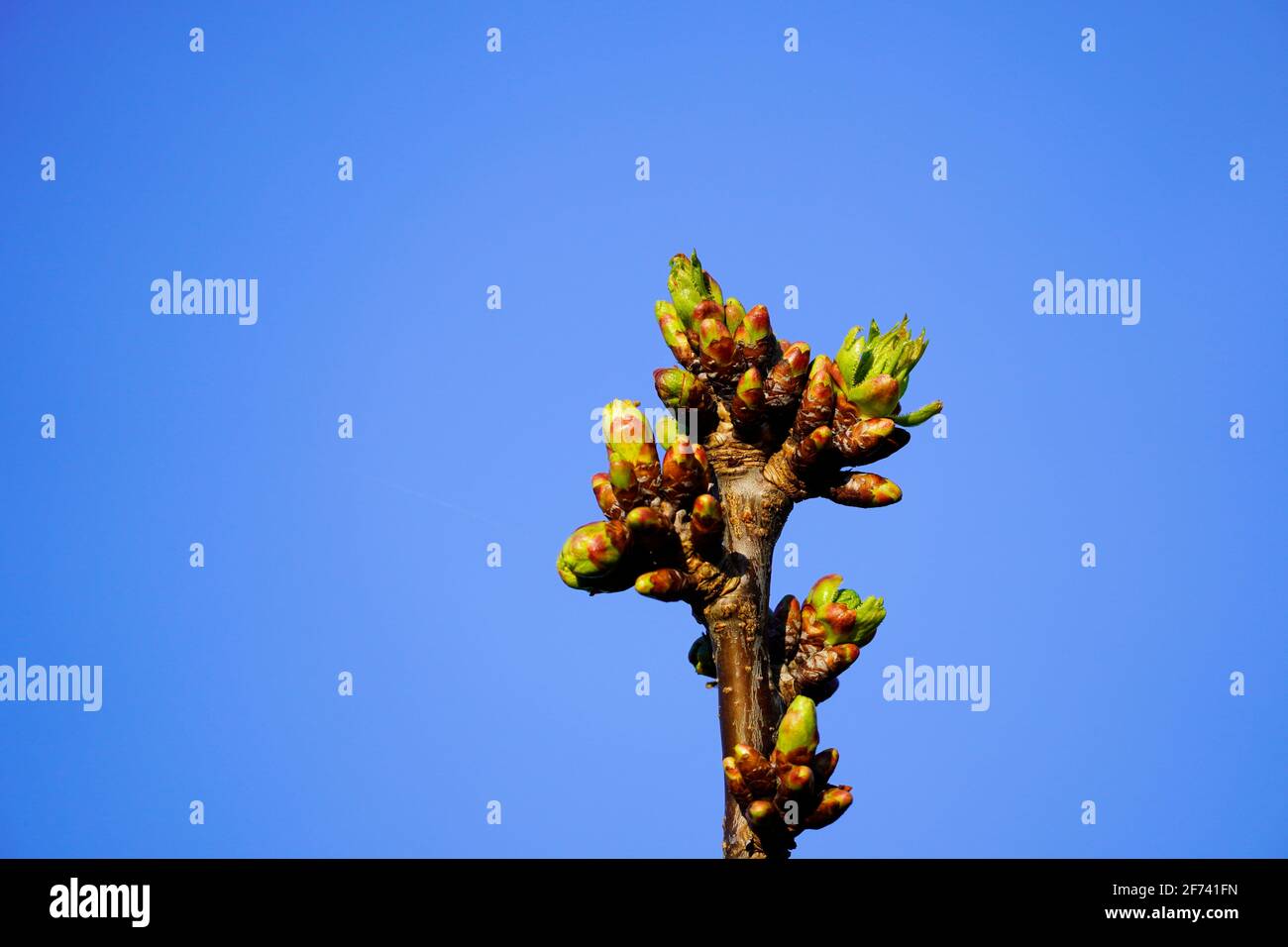 Gemme su una ciliegia. Diramazione con germogli verdi freschi in primavera. Cielo blu sullo sfondo. Foto Stock