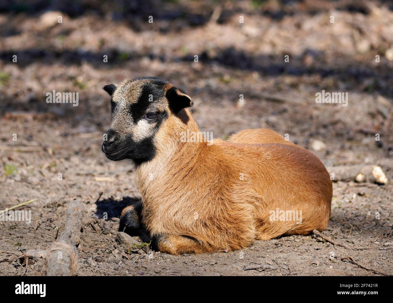 Il piccolo agnello bruno giace a terra e riposa Foto Stock