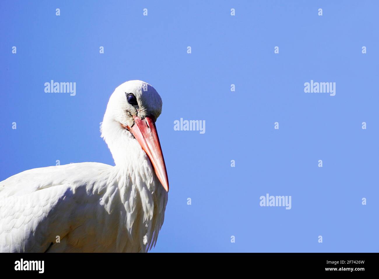 Cicogna bianca con cielo blu senza nuvole sullo sfondo. Ciconiidae Foto Stock