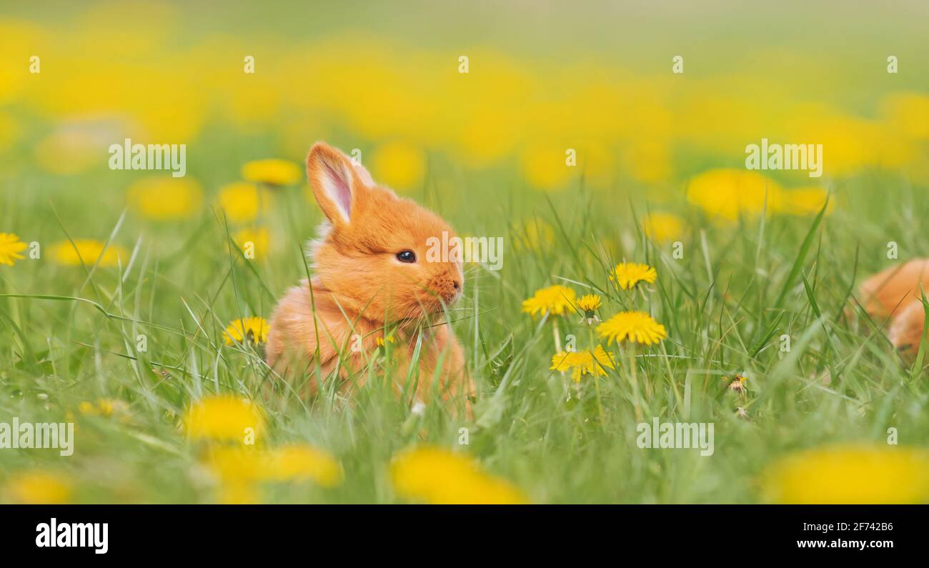 coniglio rosso seduto tra i dandelioni Foto Stock