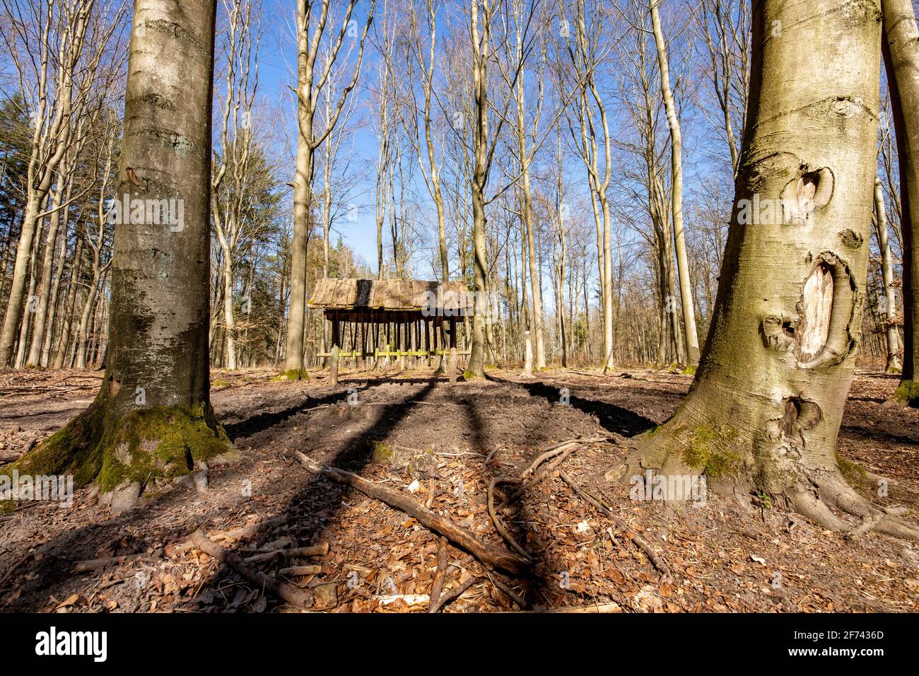 Svuotare la griglia di alimentazione in legno in una foresta decidua. Un luogo dove gli animali selvatici sono nutriti. Stagione primaverile. Foto Stock