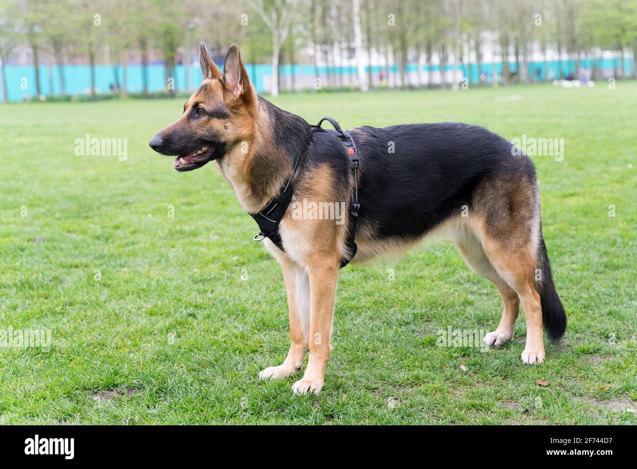 Londra Dog out nel parco per camminare e fare esercizio tutti i giorni, Londra, Inghilterra Foto Stock