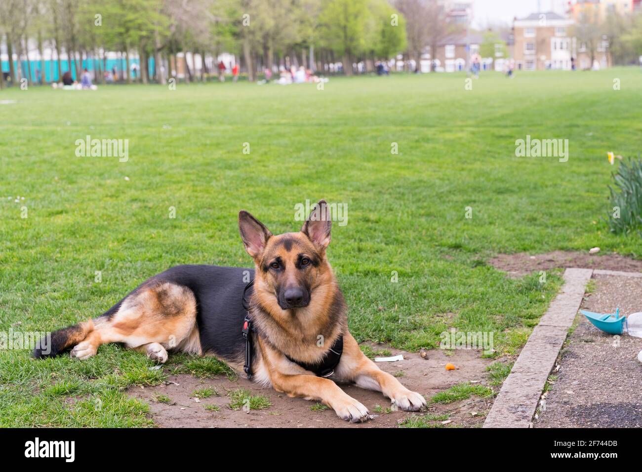 Londra Dog out nel parco per camminare e fare esercizio tutti i giorni, Londra, Inghilterra Foto Stock