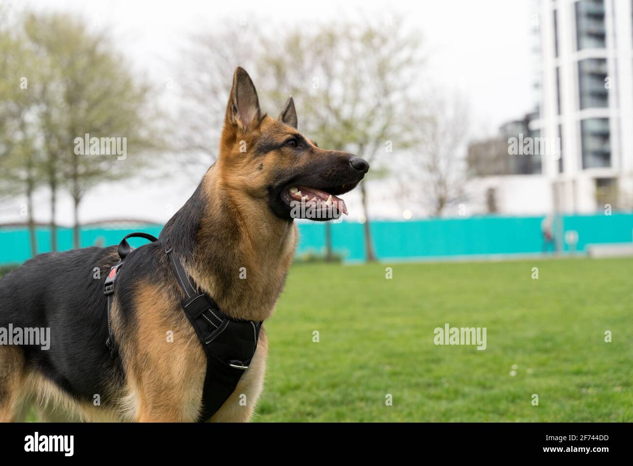 Londra Dog out nel parco per camminare e fare esercizio tutti i giorni, Londra, Inghilterra Foto Stock