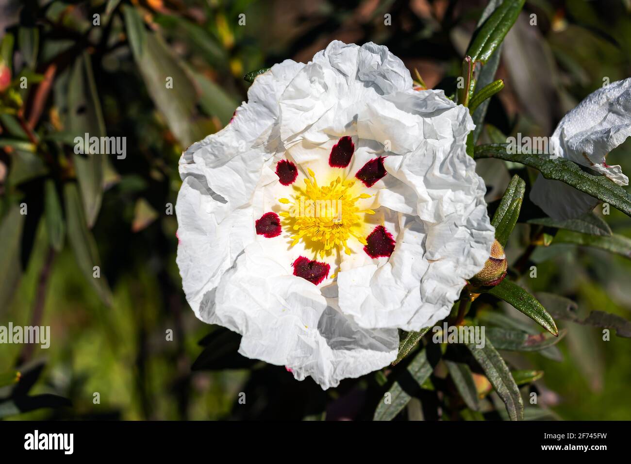 White rock-rose fiori con marcature di cremisi Foto Stock