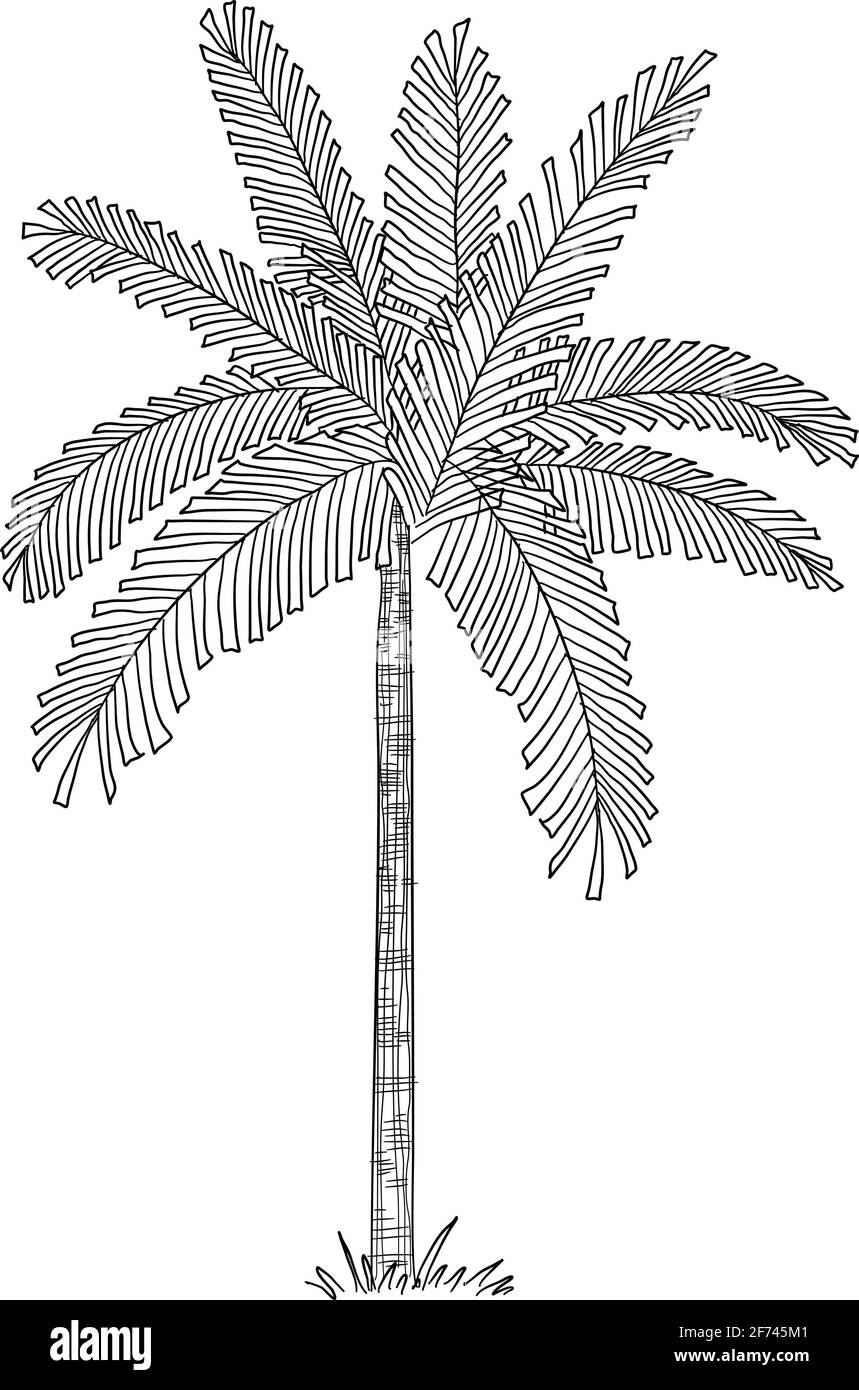 Icona di palma tropicale, disegnata a mano e con contorni Illustrazione Vettoriale