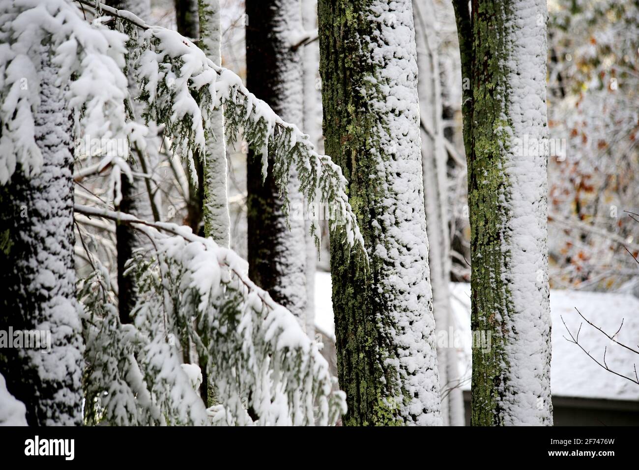 Prima della stagione meteo neve tempesta bizzarda con bianco vento soffiato neve spolverata sul ramo di albero di foresta Foto Stock