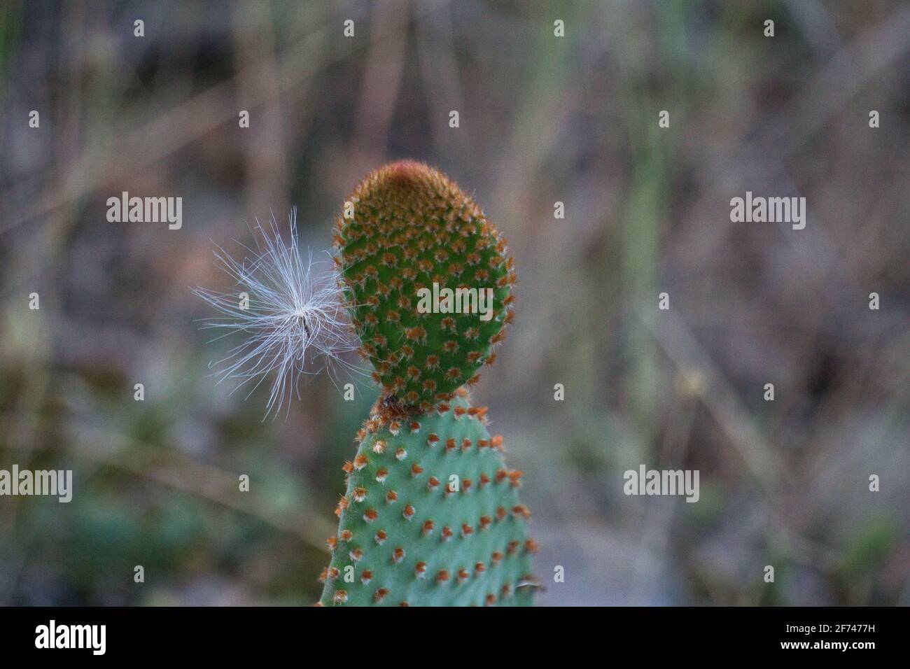 Cactus Angels ali, opuntia Prickly pere, microdasys. Piante Foto Stock