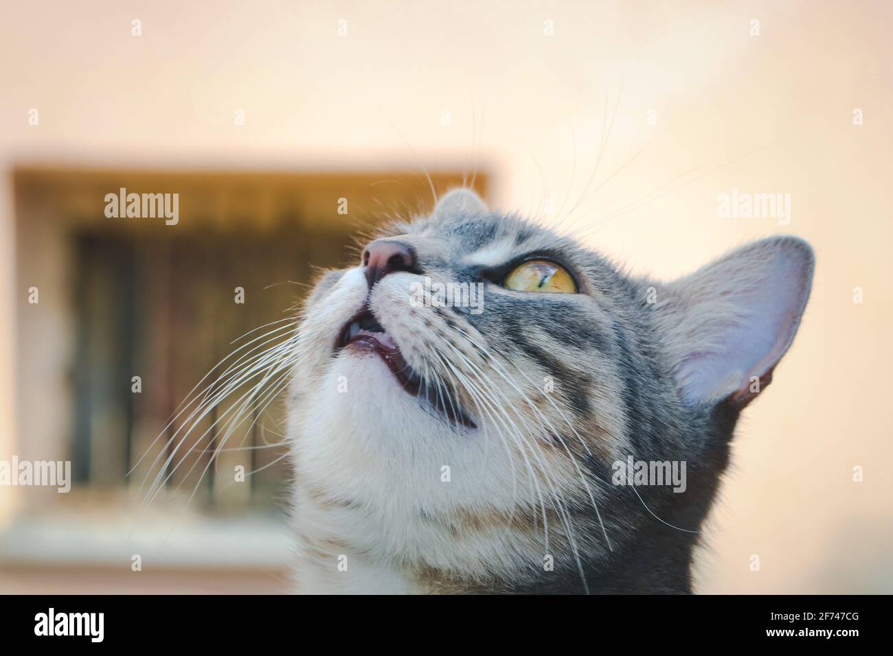 Un gatto grigio che guarda in alto Foto Stock