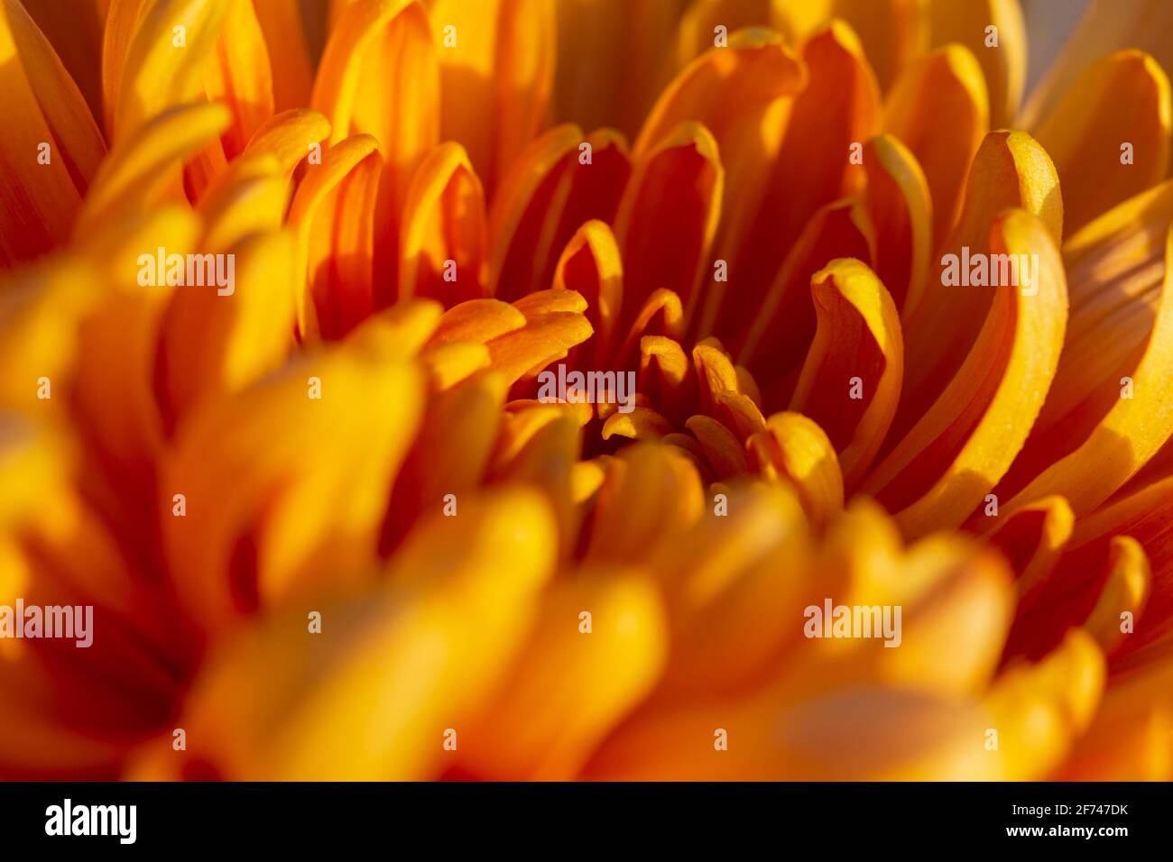 Crisantemo macro fiore arancio autunno. Astratto sfondo naturale dei petali. Bellissimi fiori fioriti nel giardino. Layout per sfondi, postc Foto Stock