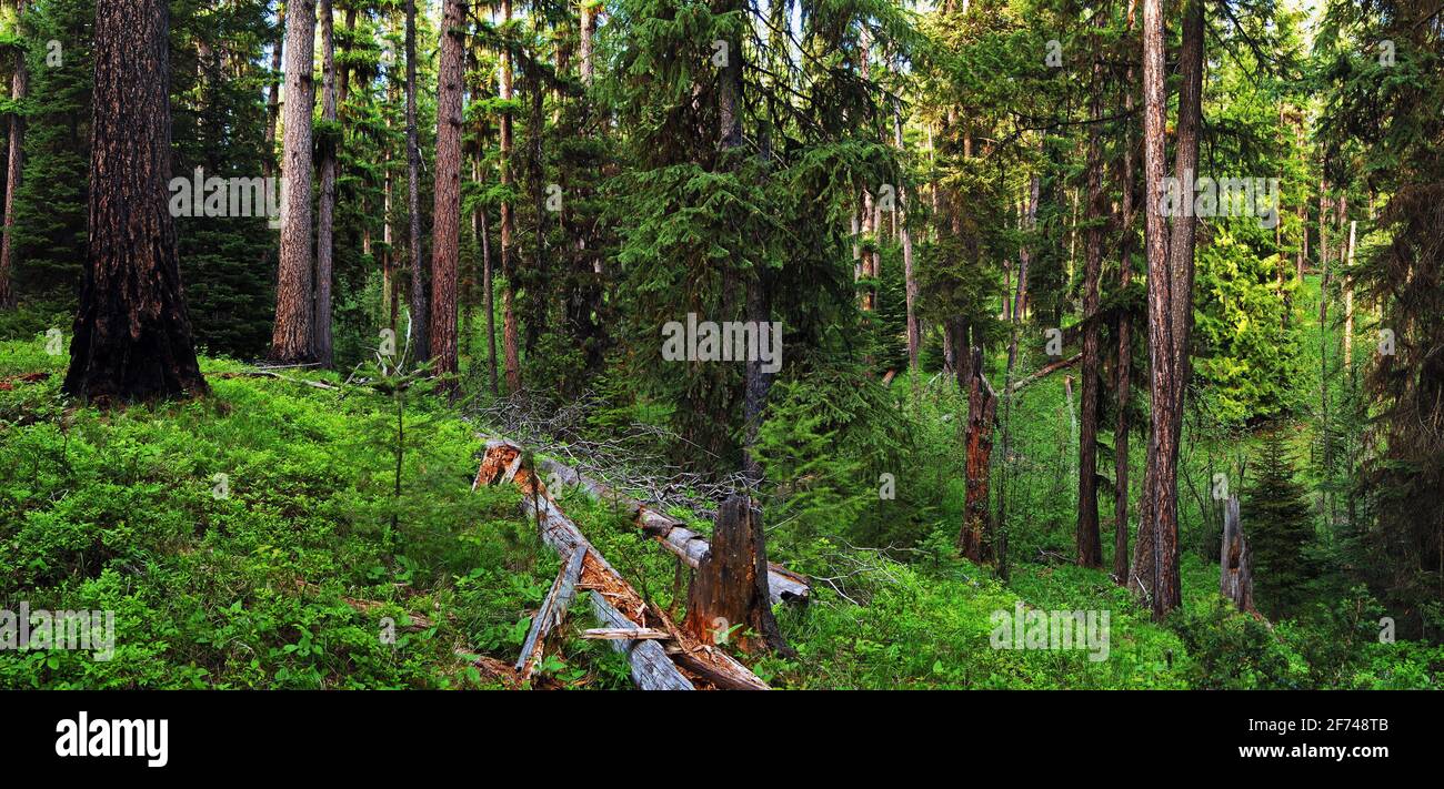 Larice occidentale di vecchia crescita e foresta mista di conifere. Yaak Valley, Montana. (Foto di Randy Beacham) Foto Stock