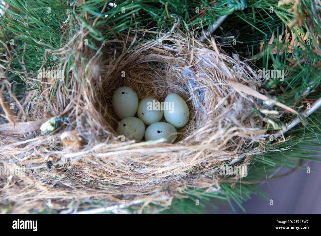 Five House Finch uova in un nido nel sud-ovest dell'Ontario, Canada. Foto Stock