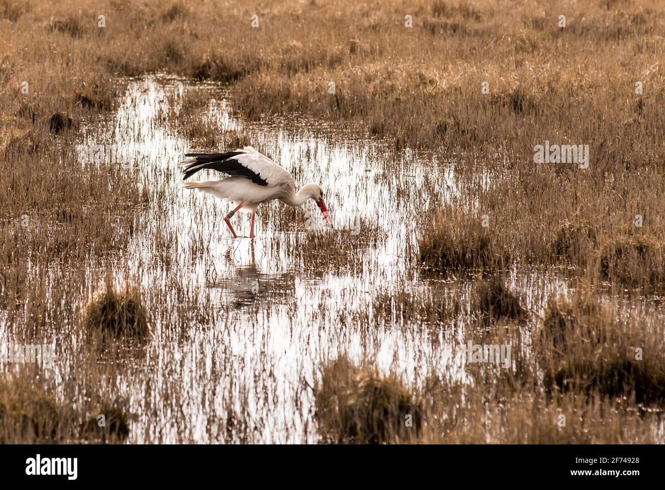 Una cicogna a caccia di rane e rospi nei prati salati di San Peter Ording Foto Stock