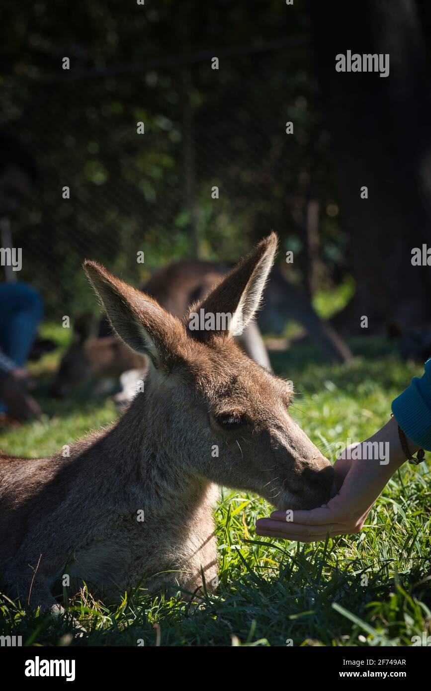 Canguro nello zoo. Australia Foto di alta qualità Foto Stock