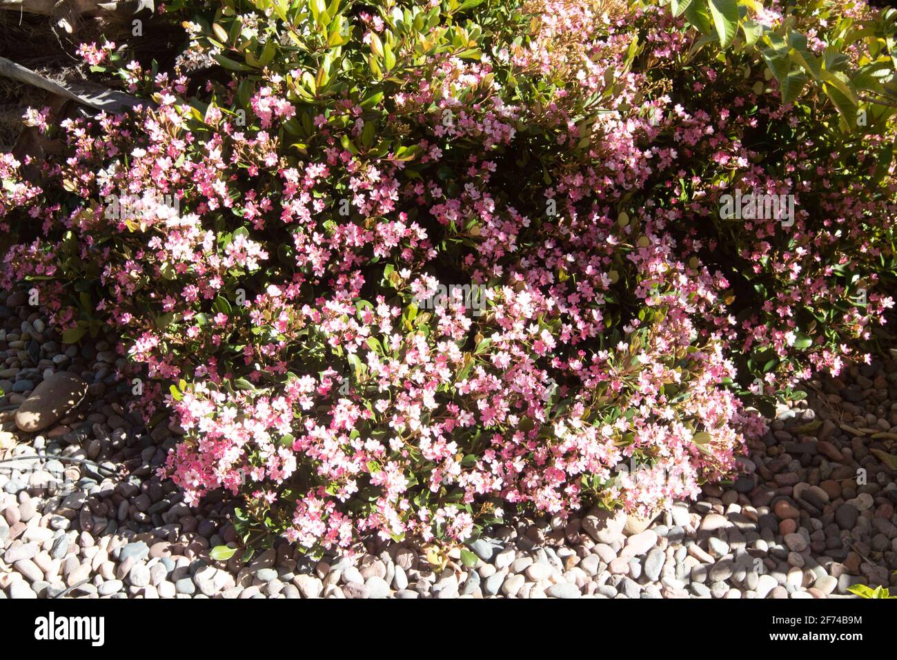 4 aprile 2021: Fiori rosa e bianco primavera cespuglio a San Diego, California Domenica 4 aprile 2021. Credit: Rishi Deka/ZUMA Wire/Alamy Live News Foto Stock