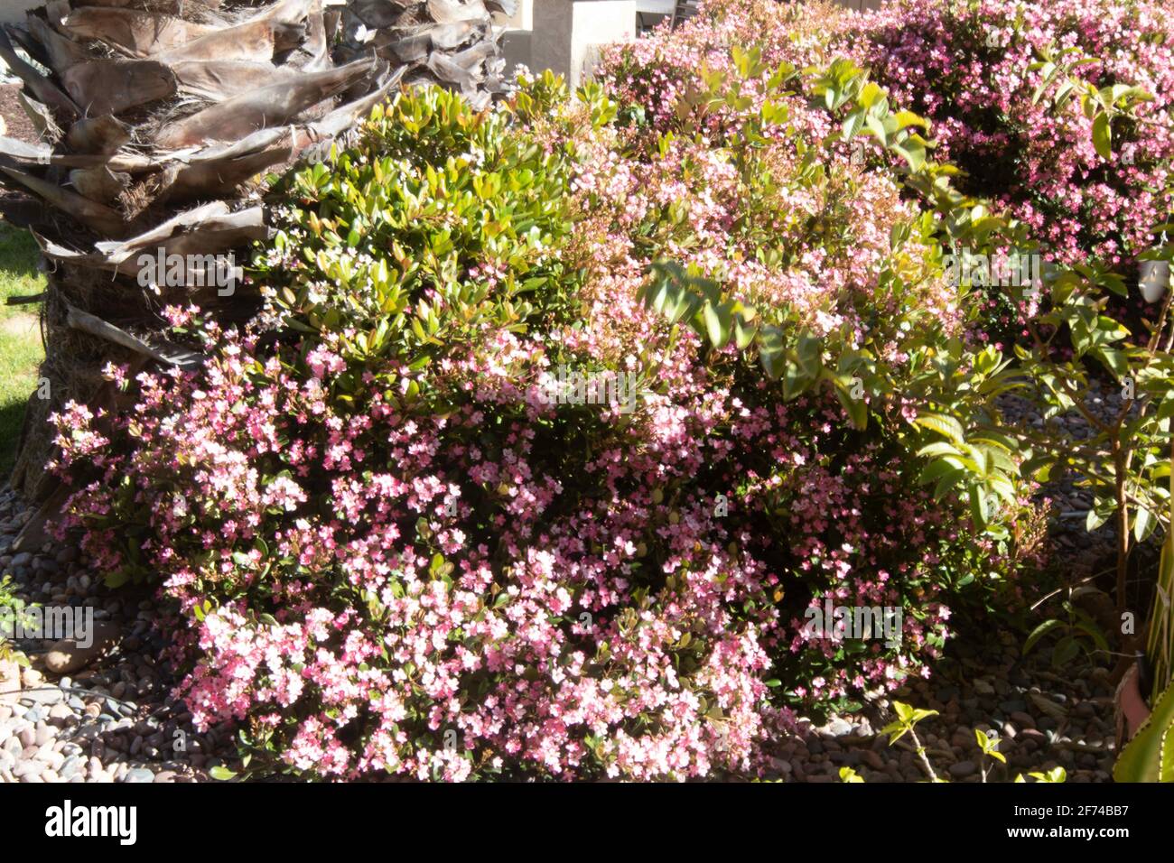 4 aprile 2021: Fiori rosa e bianco primavera cespuglio a San Diego, California Domenica 4 aprile 2021. Credit: Rishi Deka/ZUMA Wire/Alamy Live News Foto Stock