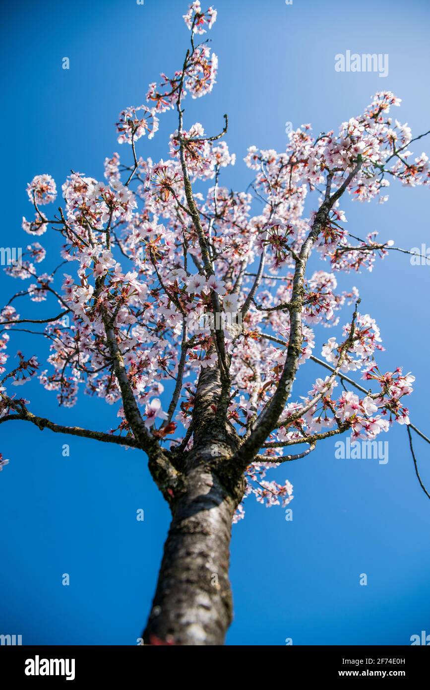 Prunus Umineko - ciliegio in fiore, verticale, cielo blu e soleggiato, Birmingham, Regno Unito Foto Stock