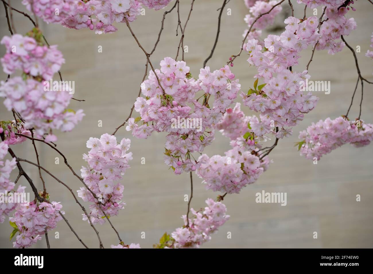 Grappoli di fiori di ciliegio (Prunus) sakura si sospendono su sottile si dirama su uno sfondo di pietra neutro Foto Stock