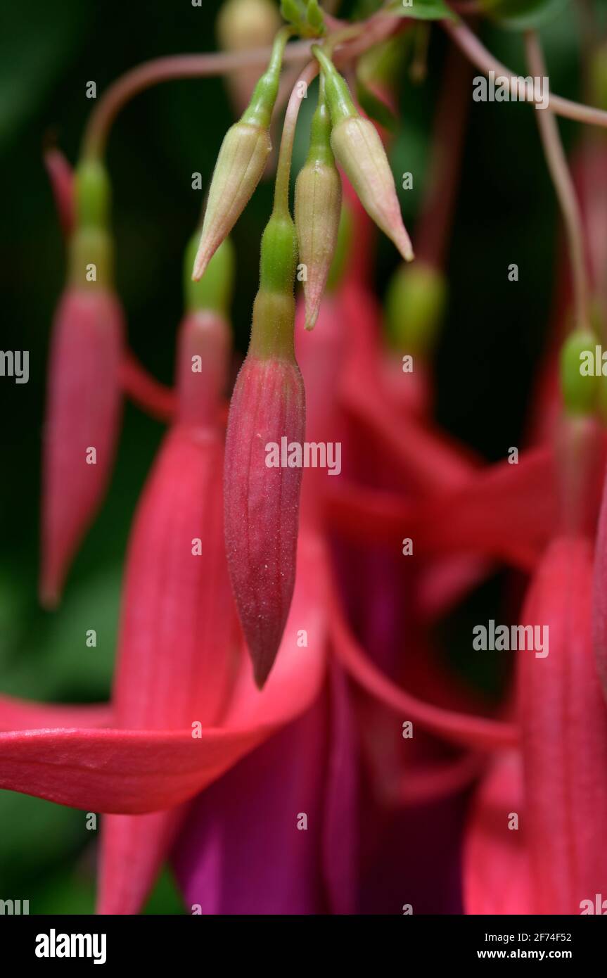 fucsia magenta e anidromelon rosa gemme e fiori contro a. sfondo verde Foto Stock