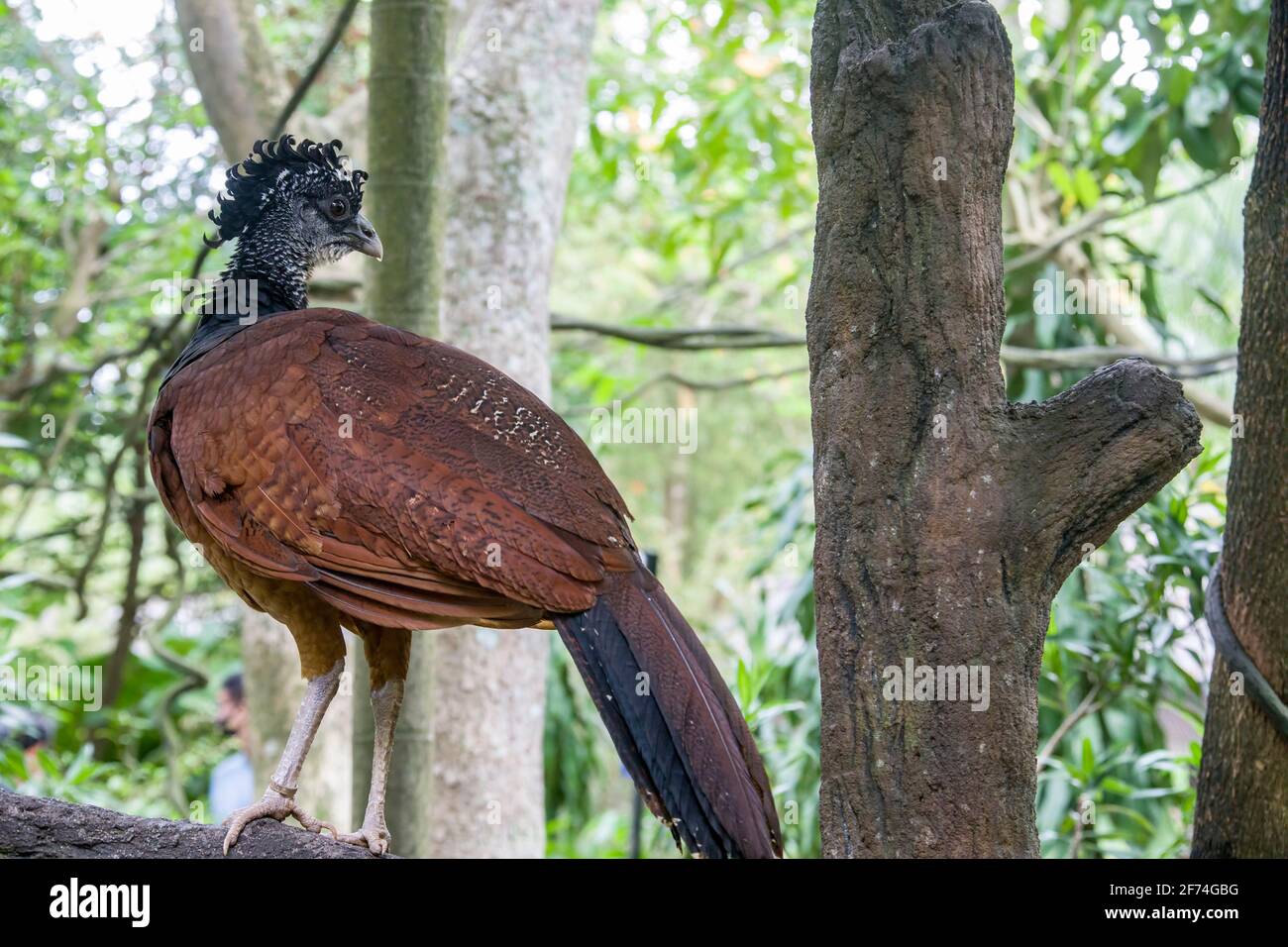 Una donna grande curassow (Crax rubra) con morfo rufoso. Un grande uccello fagiano delle foreste pluviali neotropiche. Foto Stock