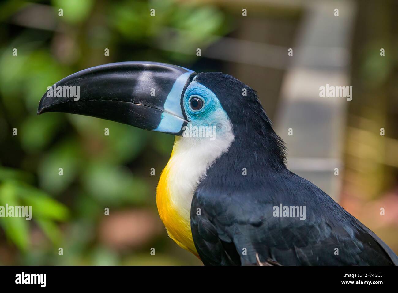 Un toucan canale-fatturato ( Ramphastos vitellinus) si trova sull'albero come altri toucans, il canale-fatturato è chiaramente segnato e ha una fattura enorme. Foto Stock