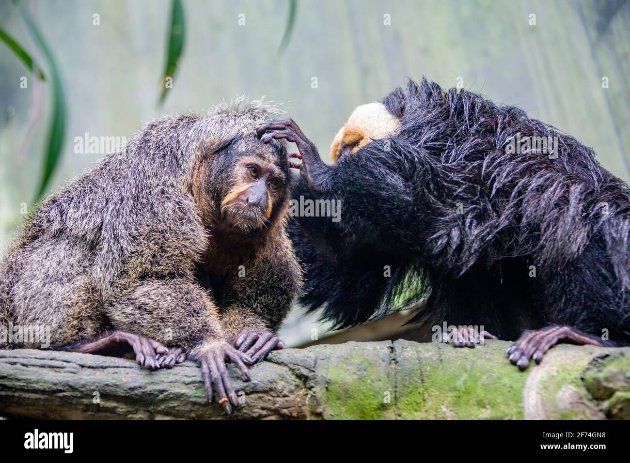 Un saki maschio di faccia bianca sta cercando i pidocchi per uno femmina. Una specie della scimmia saki del nuovo mondo, creature arboree Foto Stock