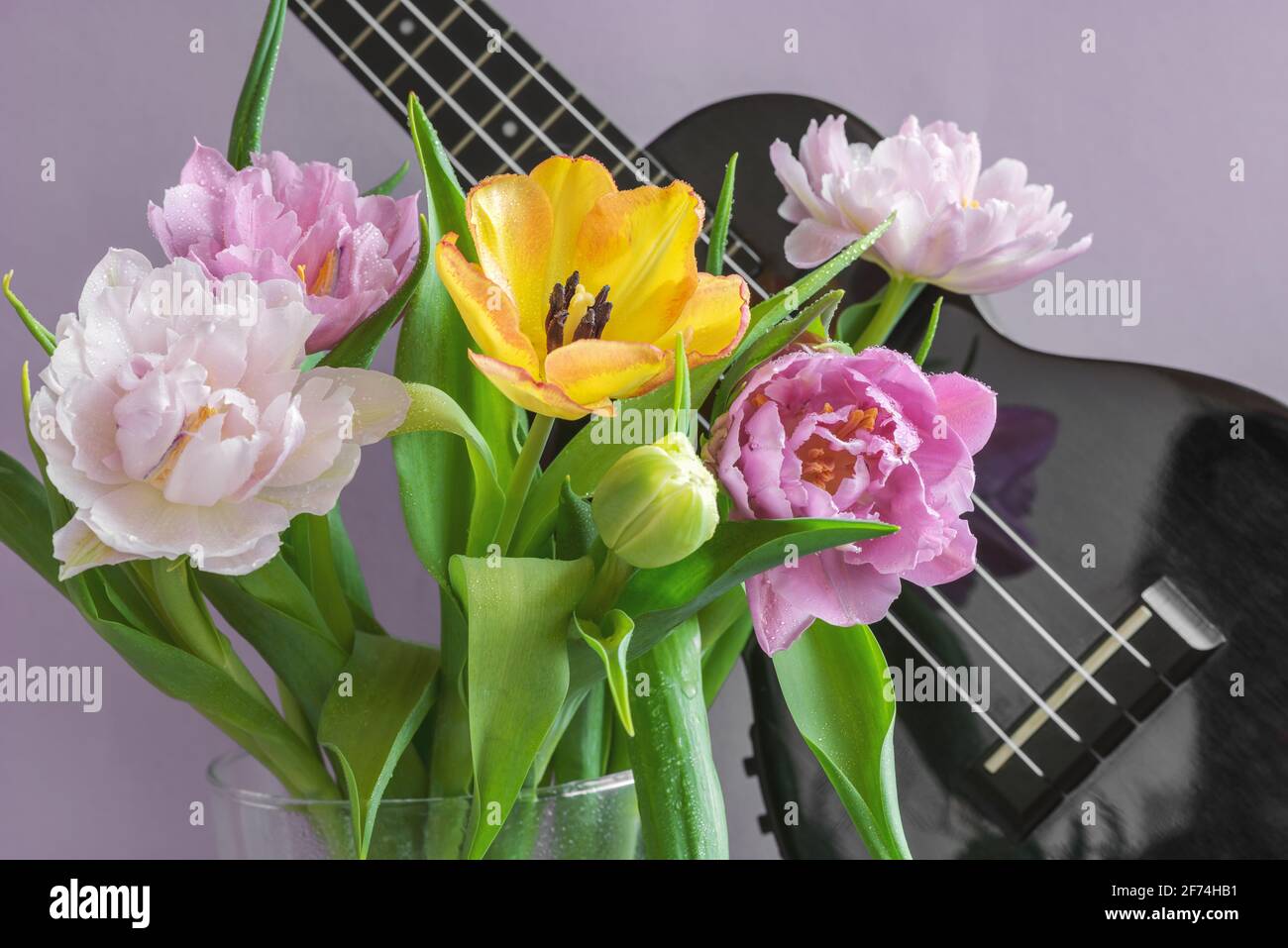 Un bouquet di bei tulipani su uno sfondo lilla e un frammento di uno strumento musicale ukulele. Foto Stock