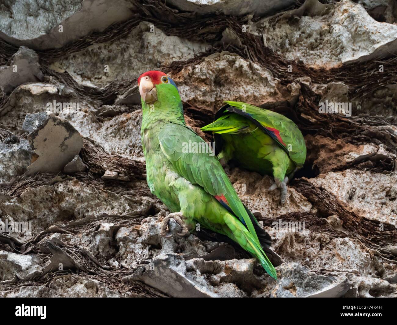 Pappagallo coronato di rosso, Amazona viridigenalis, un pappagallo amazzone esotico a San Diego, California, USA Foto Stock