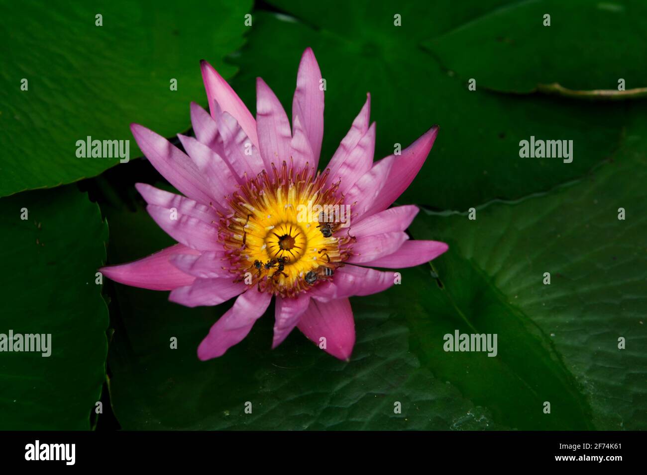 Un fiore di loto all'interno di un vaso acquatico lapidato posto vicino a Wat Phra Kaew (Tempio del Buddha di Smeraldo), all'interno del complesso del Grand Palace a Bangkok, Thailandia. Foto Stock