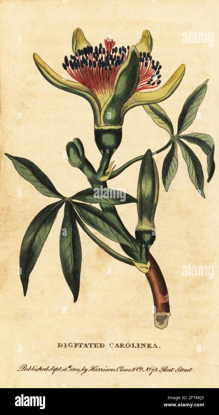 Castagno Guiana, Pachira aquatica. Carolinea digerito, principi carolinea. Incisione a mano su copperplate dalla rivista Naturalist’s Pocket Magazine, Harrison, Fleet Street, Londra, 1800. Foto Stock