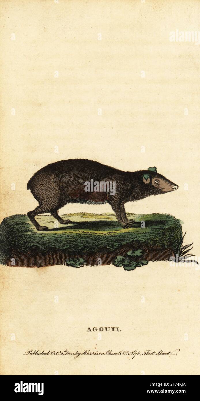 Agouti, specie di Dasyprocta. Cavia aguti. Incisione in copperplate colorate a mano dopo un'illustrazione di Jacques de Seve della rivista Naturalist’s Pocket Magazine, Harrison, Fleet Street, Londra, 1800. Foto Stock