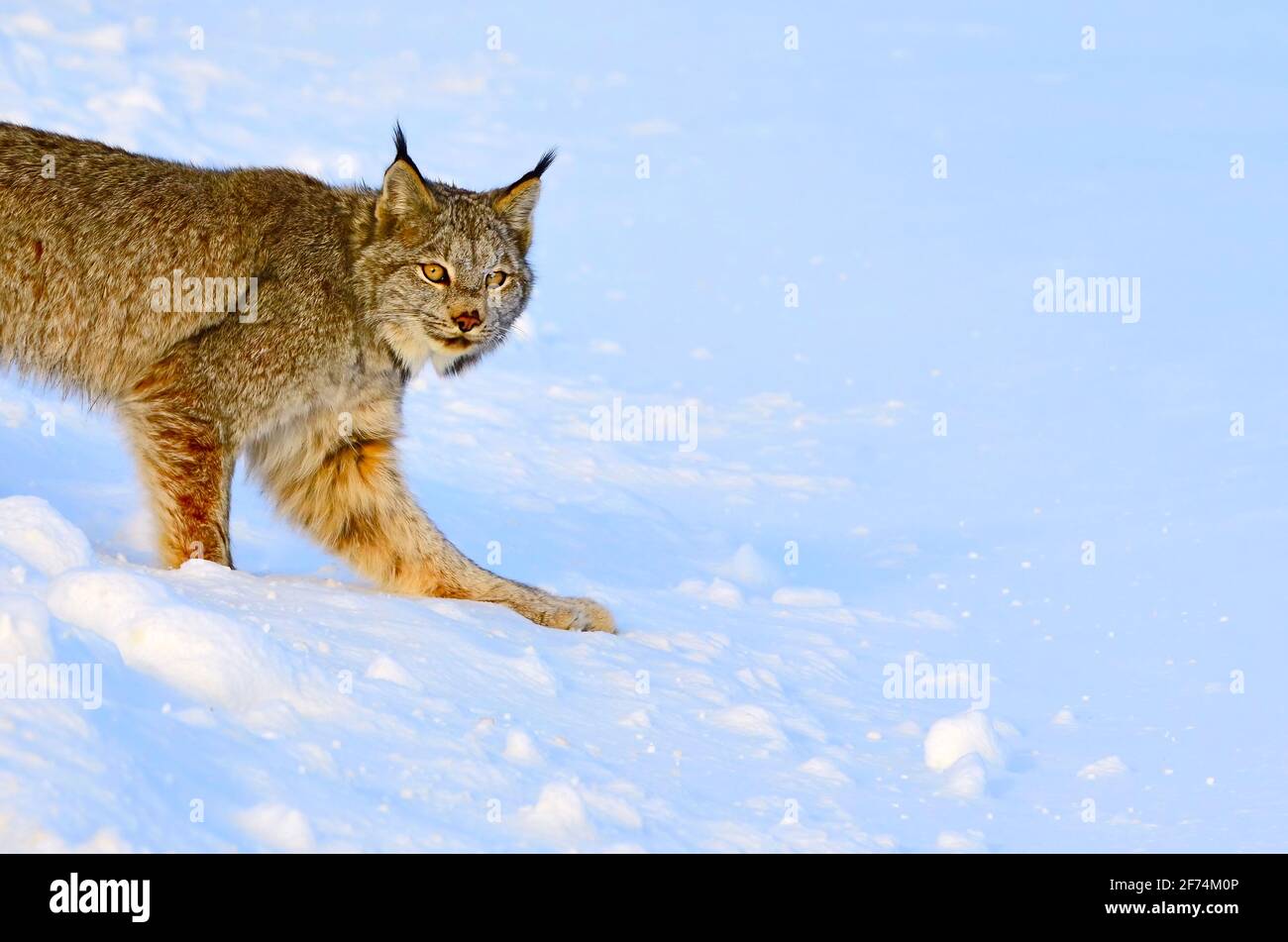 Una lince canadese 'Felis lynx', viaggiando attraverso la neve fresca nella campagna Alberta Canada. Foto Stock