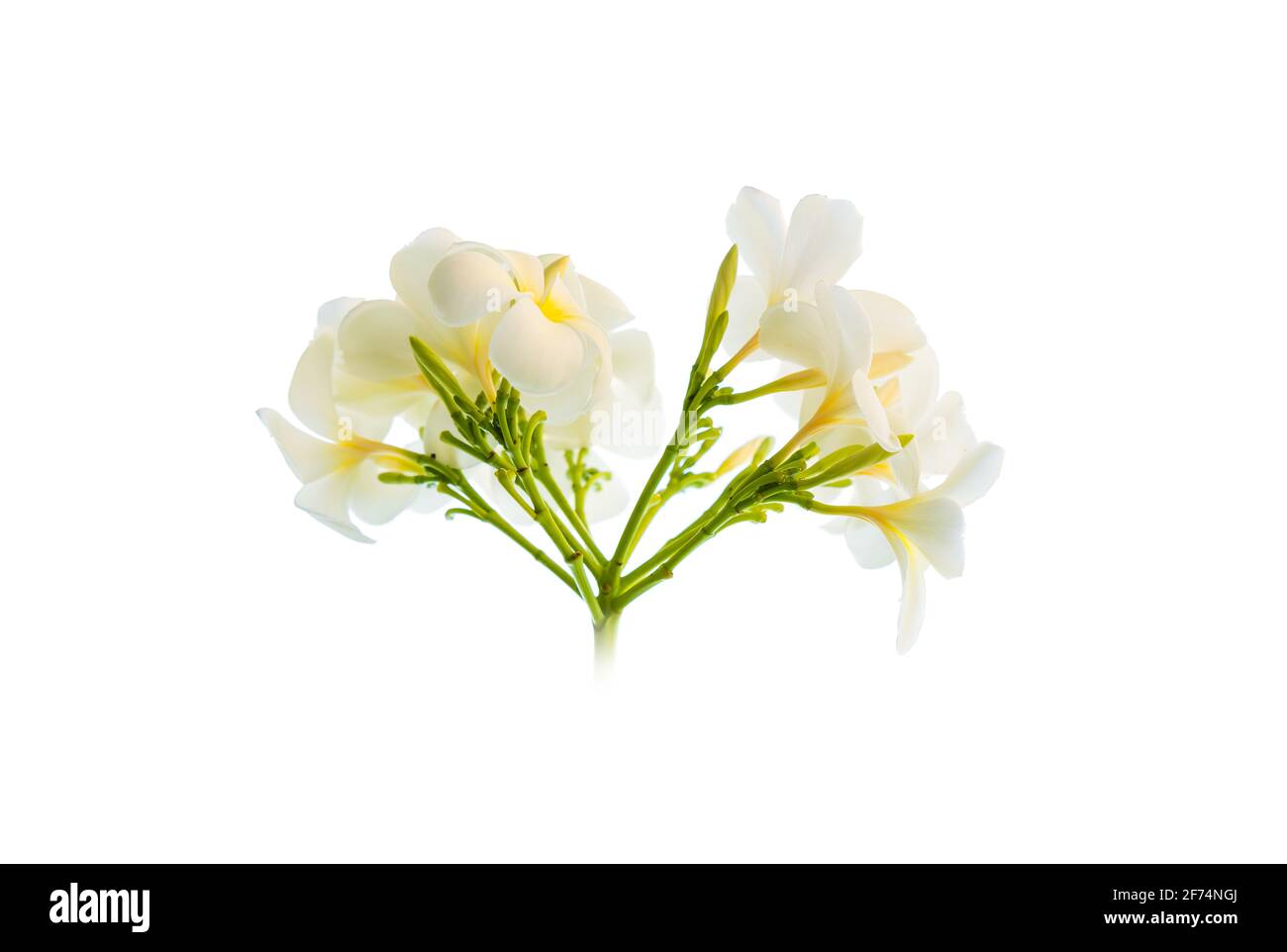 Un grappolo di fiori di Plumeria isolato su sfondo bianco Foto Stock