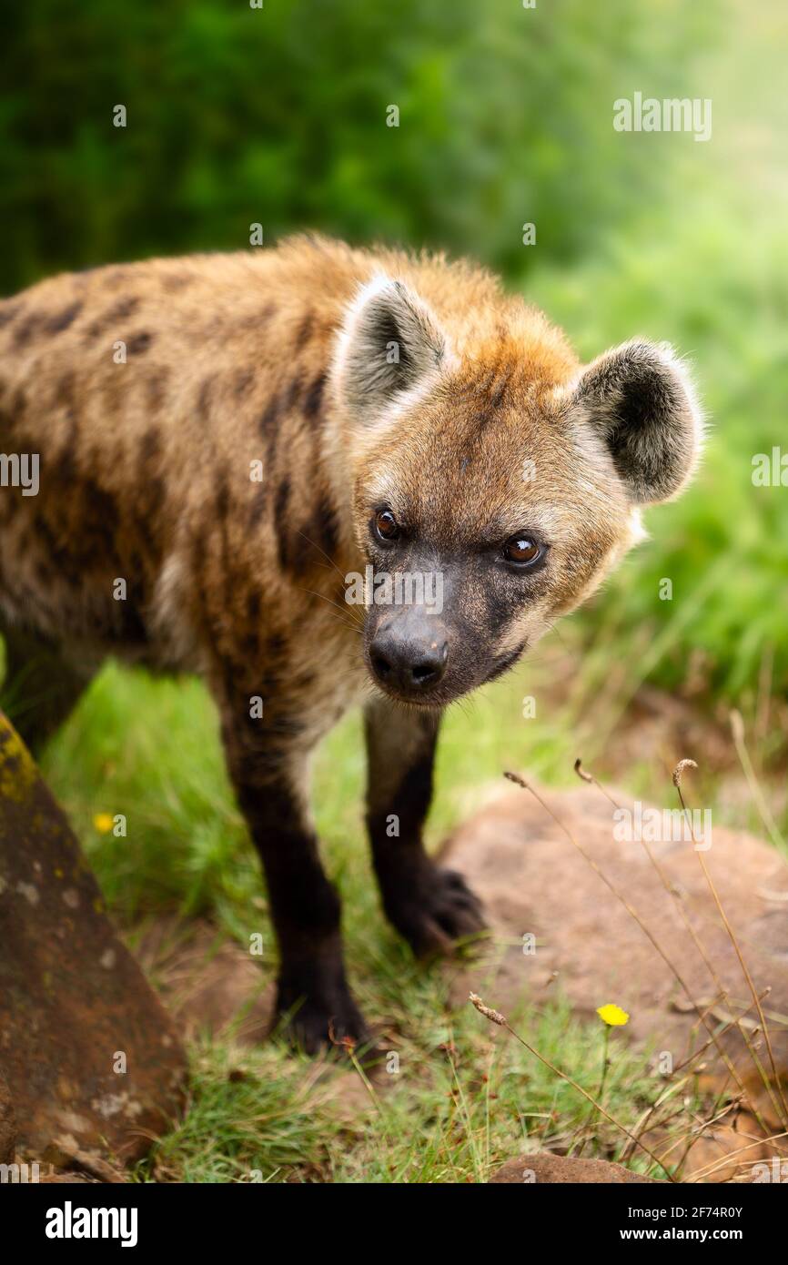 Hyena macchiata ( Crocuta crocuta ) primo piano in bella luce morbida. Ottima scorta d'arte Foto Stock