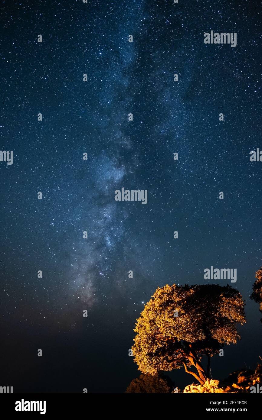 Grande albero sotto un cielo notturno pieno di stelle. Foto Stock