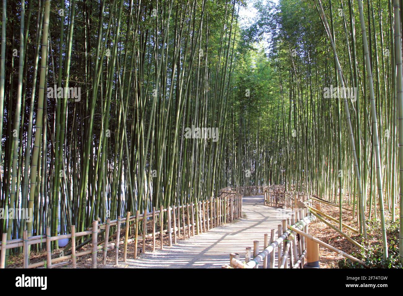 Paesaggio naturale di primavera e passeggiata nel parco, Foto che rappresentano la natura e paesaggi stagionali Foto Stock