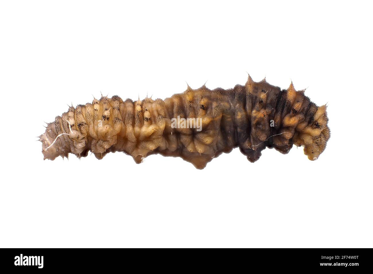 Larva di peste di patata piccola (cutworm), circa 7mm di lunghezza Foto Stock