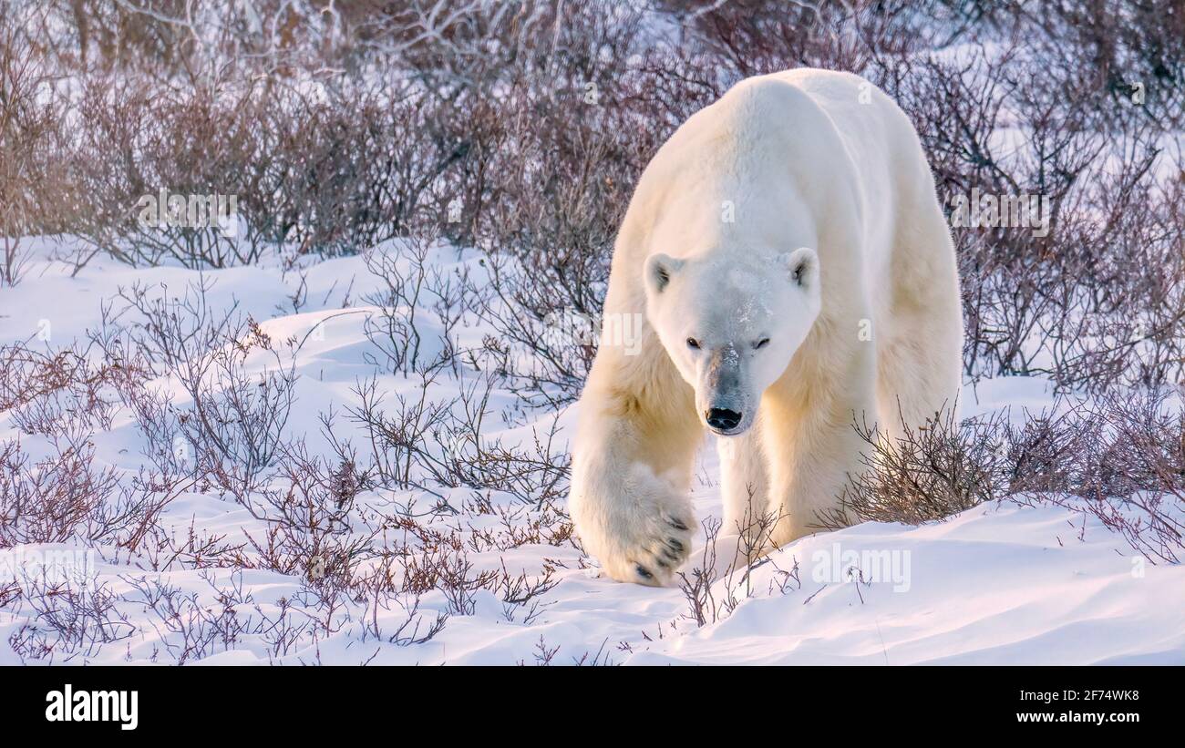 Un grande orso polare maschile adulto cammina attraverso la neve e la vegetazione verso la fotocamera in una luce rossa soffusa al tramonto, a Churchill, Manitoba, Canada. Foto Stock